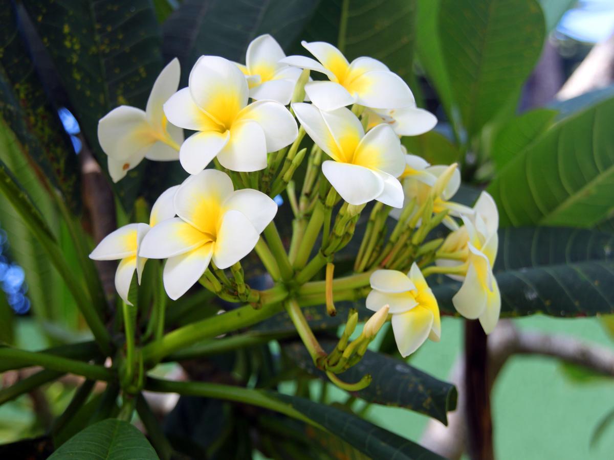 Posada Suenos De Verano Florianopolis Ngoại thất bức ảnh
